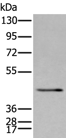Anti-SPAG4 Rabbit Polyclonal Antibody