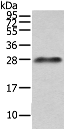Anti-Lambda Light Chain Rabbit Polyclonal Antibody