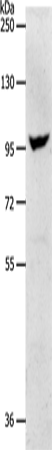 Anti-NFAT1 Rabbit Polyclonal Antibody