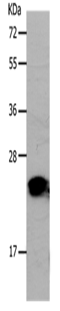 Anti-PONC Rabbit Polyclonal Antibody