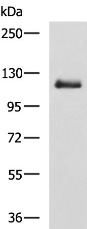 Anti-Notch2 Rabbit Polyclonal Antibody