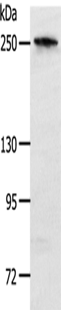 Anti-Notch3 Rabbit Polyclonal Antibody