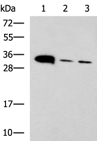 Anti-PSCA Rabbit Polyclonal Antibody
