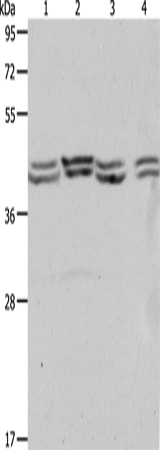 Anti-PSMD6 Rabbit Polyclonal Antibody