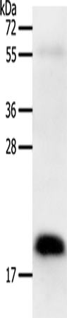 Anti-PTN Rabbit Polyclonal Antibody