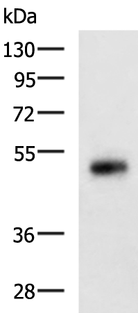 Anti-SCTR Rabbit Polyclonal Antibody