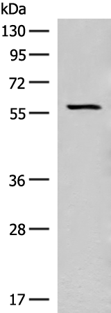 Anti-SGLT1 Rabbit Polyclonal Antibody