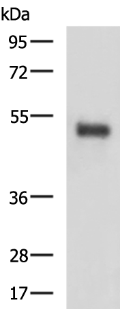 Anti-SLC2A4RG Rabbit Polyclonal Antibody