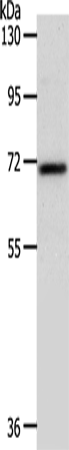 Anti-SOX13 Rabbit Polyclonal Antibody
