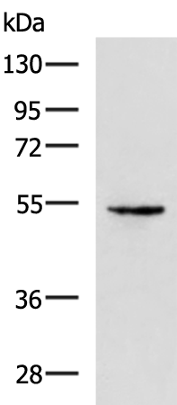 Anti-STEAP4 Rabbit Polyclonal Antibody