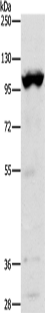 Anti-TRPM5 Rabbit Polyclonal Antibody