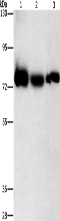 Anti-AMPD1 Rabbit Polyclonal Antibody