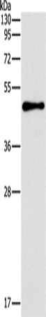 Anti-Transcription Factor AP 2 beta Rabbit Polyclonal Antibody