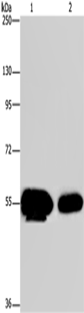 Anti-APBA1 Rabbit Polyclonal Antibody