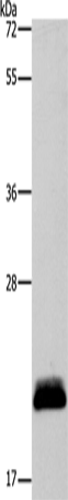 Anti-ApoBEC3C Rabbit Polyclonal Antibody