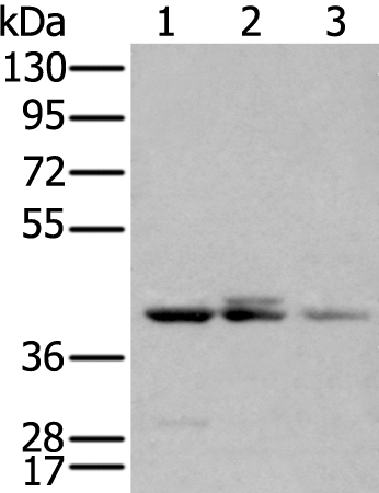 Anti-ApoBEC3D Rabbit Polyclonal Antibody