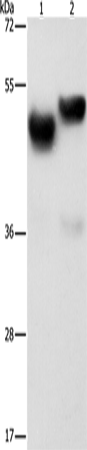 Anti-AMZ1 Rabbit Polyclonal Antibody
