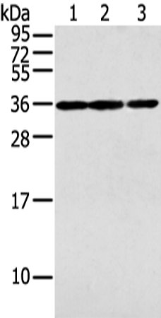 Anti-PITX3 Rabbit Polyclonal Antibody
