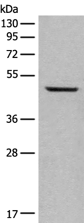 Anti-Aurora A Rabbit Polyclonal Antibody