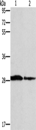 Anti-SPR Rabbit Polyclonal Antibody