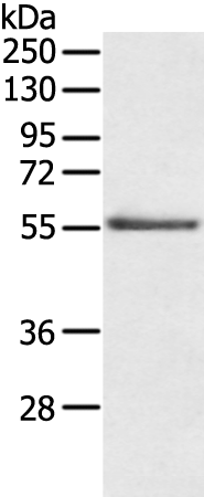 Anti-ENT1 Rabbit Polyclonal Antibody