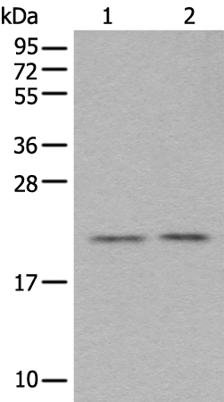 Anti-ASF1A Rabbit Polyclonal Antibody