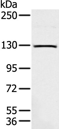 Anti-ASPP1 Rabbit Polyclonal Antibody