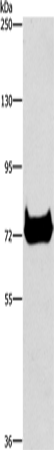 Anti-CEL Rabbit Polyclonal Antibody