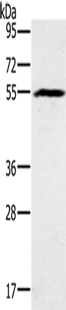 Anti-BMP6 Rabbit Polyclonal Antibody
