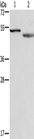 Anti-Cell Adhesion Molecule 4 Rabbit Polyclonal Antibody