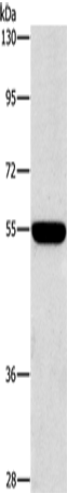 Anti-SIGLEC7 Rabbit Polyclonal Antibody
