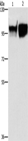 Anti-ICAM1 Rabbit Polyclonal Antibody