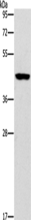 Anti-B3GAT1 Rabbit Polyclonal Antibody