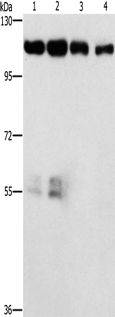 Anti-CDK11A/CDK11B Rabbit Polyclonal Antibody