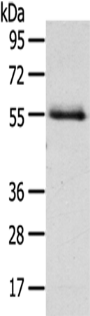 Anti-Nuf2 Rabbit Polyclonal Antibody