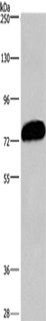 Anti-CDCP1 Rabbit Polyclonal Antibody