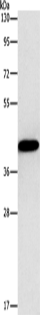 Anti-Gap Junction gamma 1 Protein Rabbit Polyclonal Antibody