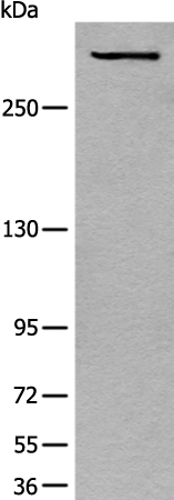 Anti-Collagen VII alpha 1 Rabbit Polyclonal Antibody