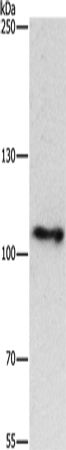 Anti-Cullin 4A/4B Rabbit Polyclonal Antibody
