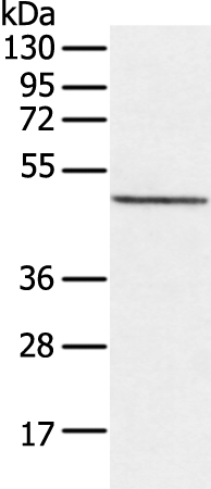 Anti-CXorf36 Rabbit Polyclonal Antibody