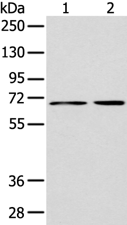 Anti-DTX1 Rabbit Polyclonal Antibody