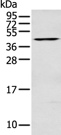 Anti-DNASE2 Rabbit Polyclonal Antibody