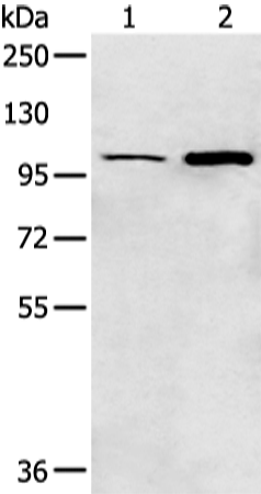 Anti-Kv2.1 Rabbit Polyclonal Antibody