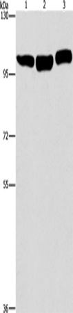 Anti-Dynamin 2 Rabbit Polyclonal Antibody