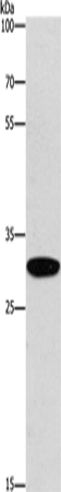 Anti-EID3 Rabbit Polyclonal Antibody
