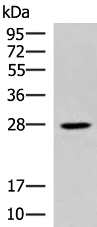 Anti-ELOVL6 Rabbit Polyclonal Antibody