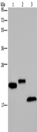 Anti-Eppin Rabbit Polyclonal Antibody