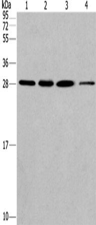 Anti-ERp29 Rabbit Polyclonal Antibody