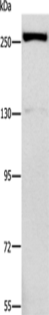 Anti-ESPL1 Rabbit Polyclonal Antibody