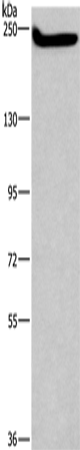 Anti-FLASH Rabbit Polyclonal Antibody